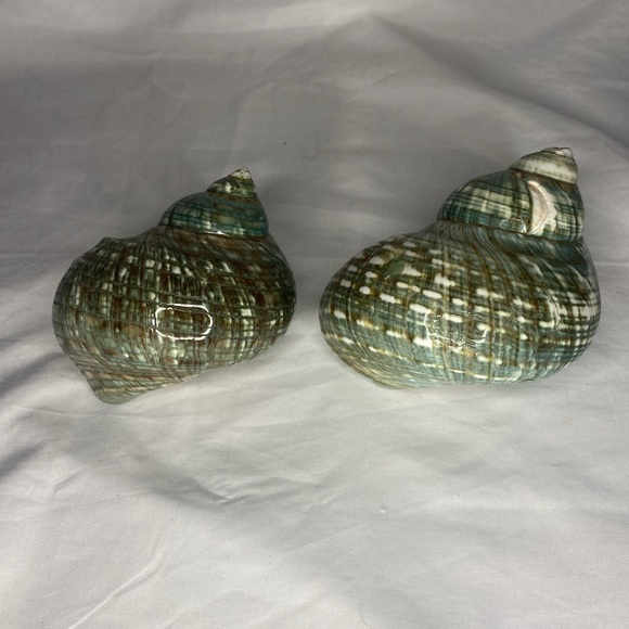 Set Of Two Green Z Gallerie Sea Shells - Picture 2 of 3